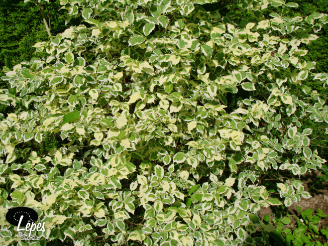 Philadelphus coronarius   'Variegatus'